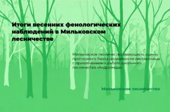 определение балла урожая лиственницы