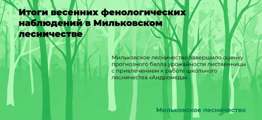 определение балла урожая лиственницы
