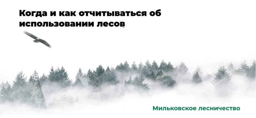 Мильковское лесничество консультирует лесопользователя по вопросам формирования и сдачи отчетности об использовании лесных ресурсов