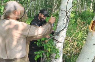 Сотрудники Мильковского лесничества проводят отвод лесного участка для заготовки древесины по договору купли‑продажи для собственных нужд
