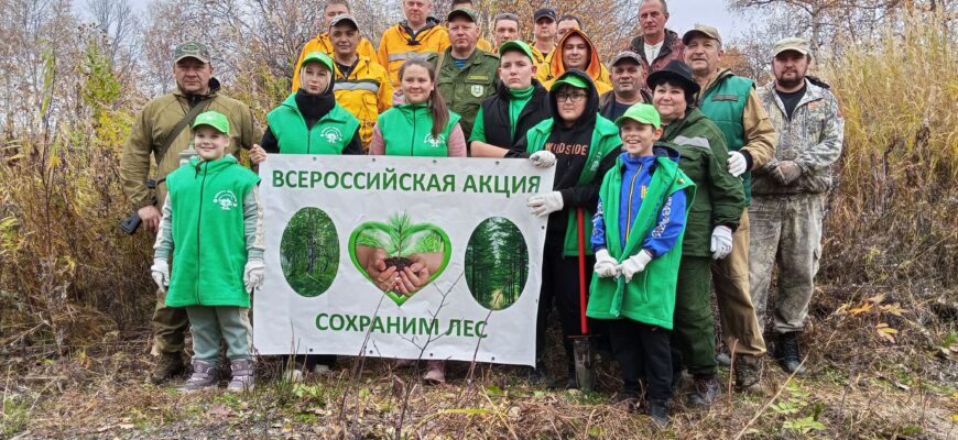 Участники акции «Сохраним лес!» высаживают саженцы берёзы каменной на участке компенсационного лесовосстановления у села Шаромы